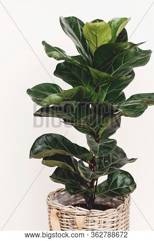 Beautiful Fiddle Leaf Tree In Rustic Pot On White Background.ficus Lyrata. Fresh New Green Leaves Gr