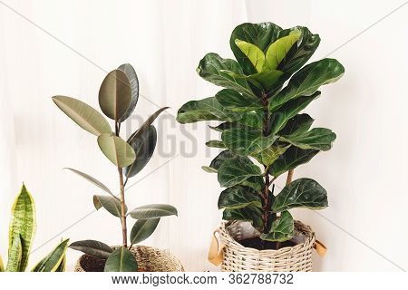 Ficus , Fiddle Leaf Fig Tree, Snake Sansevieria Plants In Pots On Sunny White Background. Houseplant