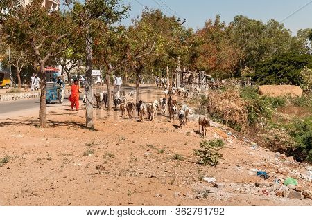 Puttaparthi, Andhra Pradesh, India - January 15, 2013: An Indian Woman Are Shepherding Herd Of Sheep
