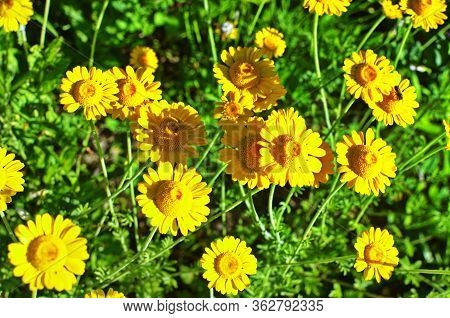 Yellow Flowers Of Cota Tinctoria Plants