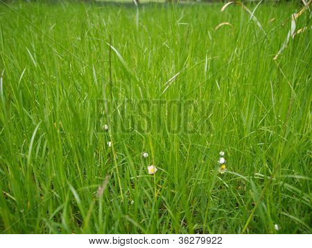 Grass meadow