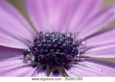Close Up Of The Stigma Of A Purple African Daisy Flower. The Stigma Is Beginning To Open Up And Show