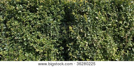 Leaves background