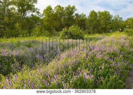 Summer In The Deciduous Forest. Flower Meadow Of Wild Flowers Among Green Trees.  Forest Steppe Land