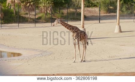 Beautiful Giraffe In The Zoo On A Sunny Day.