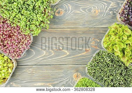 On A Wooden Background, Along The Edges Of The Box Are Young Shoots Of Sorrel, Mustard, Basil, Onion