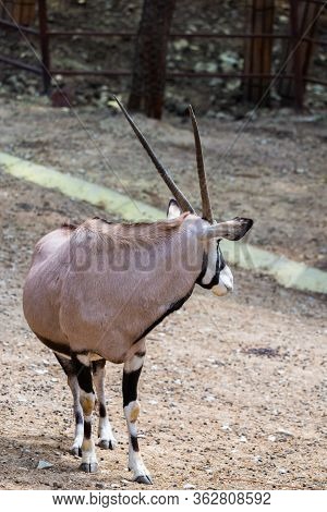 Gemsbok Or Gemsbok Or Oryx Gazella In Zoo.