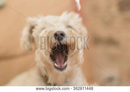 White Poodle Dog Yawning In Front Of The Camera