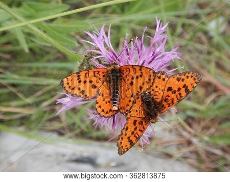 Two Butterflies On A Flower On A Path In Rocchetta Nervina In The Nervia Valley