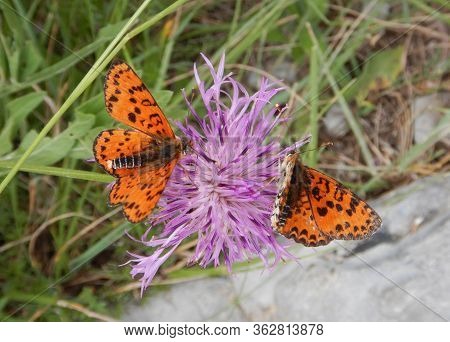 Two Butterflies On A Flower On A Path In Rocchetta Nervina In The Nervia Valley