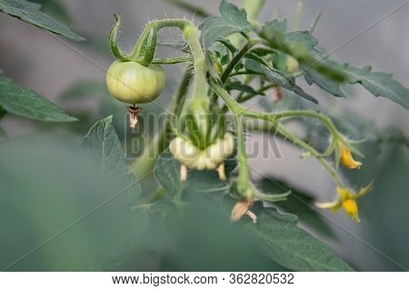 View Of The Ensuing Tomato Fruit That Hangs On A Branch. The Concept Of Agricultural Plants, Vegetab