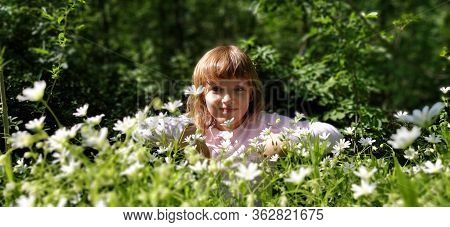 Little Girl In A Meadow Among Wildflowers. Wildflowers Are White. Stellaria Is A Genus Of Flowering 
