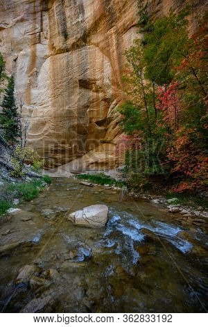 Autumn Comes Early At The Bottom Of The Canyon In Zion