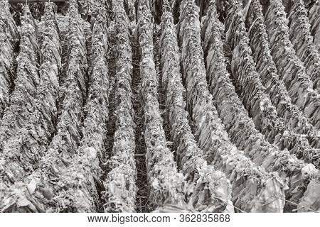 Classical Way Of Drying Tobacco In Barn Processed In Black And White Tone.