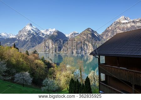 Lake Lucerne Near The Town Of Sisikon On A Sunny Spring Day. View Of The Snow-capped Alps. Canton Of