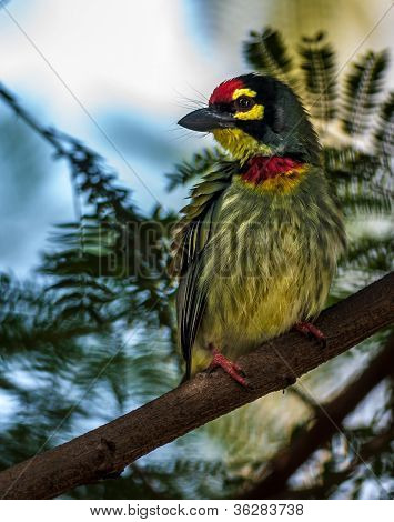 Hermoso pájaro pequeño calderero Barbet encaramado en una rama de árbol