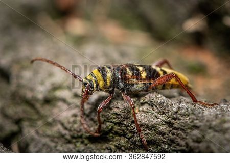 A Beautiful Longhorn Beetle (plagionotus Detritus, Cerambycidae) Sitting On Wood, Vienna (austria)