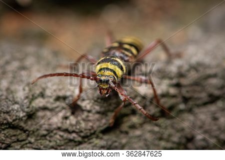 A Beautiful Longhorn Beetle (plagionotus Detritus, Cerambycidae) Sitting On Wood, Vienna (austria)
