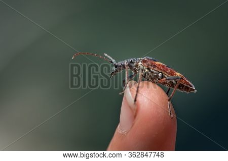 A Beautiful Longhorn Beetle (rhagium Bifasciatum, Cerambycidae) Sitting On A Fingertip