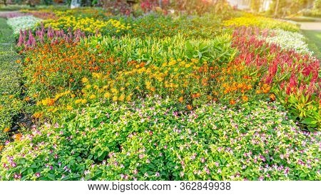 Garden Of Pink Wishbone Flower, Red Wool Flowers, Yellow Cosmos And Colorful Flowering Plant Bloomin