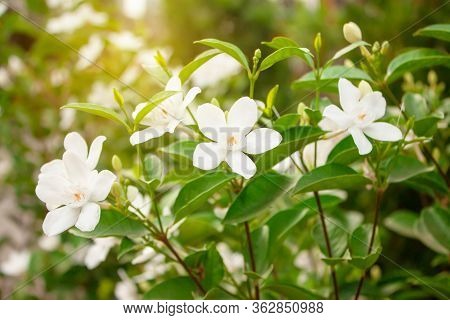 Beautiful Bunches Of White Petals Snowflake Are Blooming On Green Leaves Under Orange Sunlight Morni