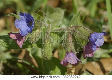 Lungwort - Pulmonaria Officinalis 
Garden Excape Flower With Spotted Leaves