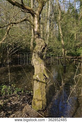 Dead Tree In Flooded Woodland In Spring, Derry Hill, Chippenham; Wiltshire; Uk