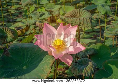 Beautiful Pink Petals Of Lotus Flower Plant Blooming Under Orange Light On Green Leaves In A Pond An