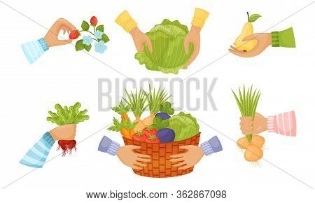 Hands Holding Agricultural Crops Like Cabbage And Pear Vector Set