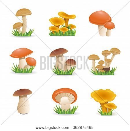 Set Illustration Mushrooms. Edible Mushrooms Chanterelles, White Fungus, Boletus.