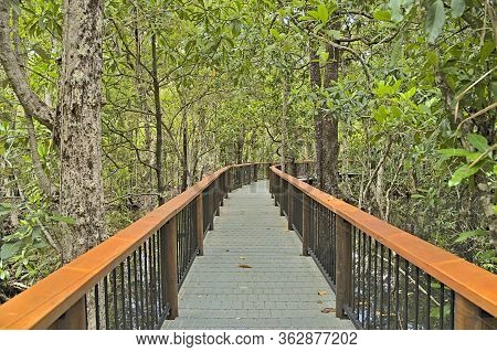 Marrdja Boardwalk Through The Daintree Rainforest At Daytime