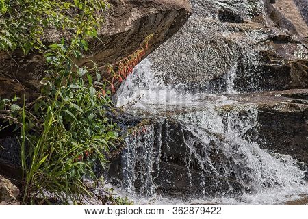 An Orange Cape Fuchsia, Phygelius Capensis, Next To Cascades In The Mahai River