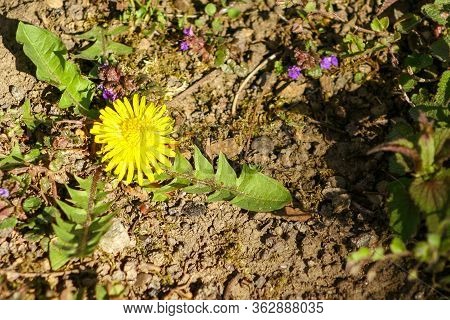 Closeup Of A Bright Yellow Blooming Sow Thistle (sonchus Oleraceus) On Green Grass Background