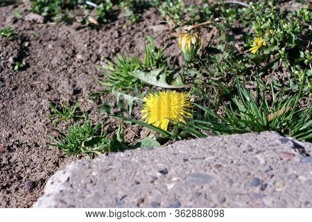Closeup Of A Bright Yellow Blooming Sow Thistle (sonchus Oleraceus) On Green Grass Background