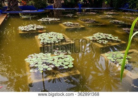 Artificial Pond With Non-blooming Lotuses In The Botanical Garden