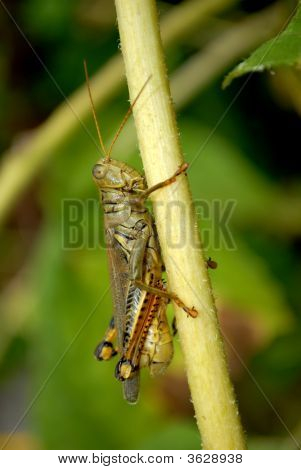 Grasshopper2