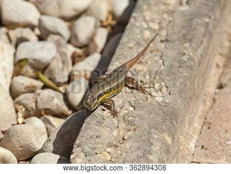Closeup Of Blue-tailed Skink Lizard Stood On Stone Ground In Rural Garden Path
