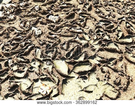 Dried Sludge Treatment From Wastewater Management System, Dried Sludge Brown Smelly Liquid And Dryin