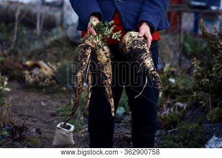 Parsnips On The Farmer's Hands