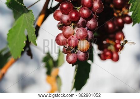 Ees Crawl On A Bunch Of Grapes That Hangs On A Tree