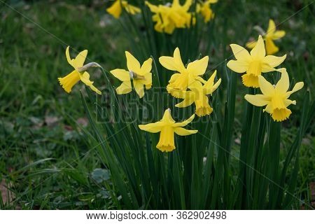 Yellow Narcissus On A Green Grass Background-decoration Of Spring Parks And Squares. Daffodils Used 