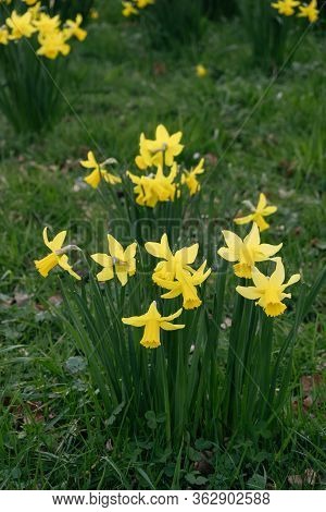 Flowers Of A Narcissus With Petals Of Yellow Colors On A Green Background Of Leaves. Field With Fres