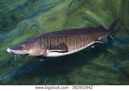 Freshwater Fish Kaluga ( Huso Dauricus ) In The Aquarium. Amur River Endemic.