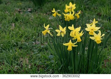 Flowers Of A Narcissus With Petals Of Yellow Colors On A Green Background Of Leaves. Field With Fres