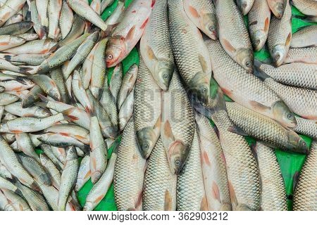 Various Fishes Displayed For Sale At Territy Bazar, Kolkata, West Bengal, India..
