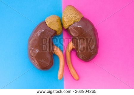 Anatomical Shape Of Kidneys Is Located In Middle Of Frame, Divided By Half By Pink And Blue Backgrou