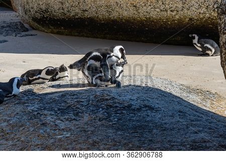 African Penguin Or Jackass Penguine During Mating At Boulders Beach, Simonstown, South Africa