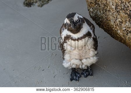 African Penguin During Him Moult Looking To The Camera At Boulders Beach, Simonstown South Africa