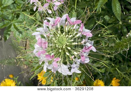 Close Up di bella Cleome Spinosa