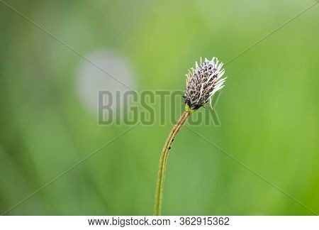 Wild One Stemmed Ribwort Flowerhead - Weed -  With Spiky Stamen, Against A Bright Breen Out Of Focus